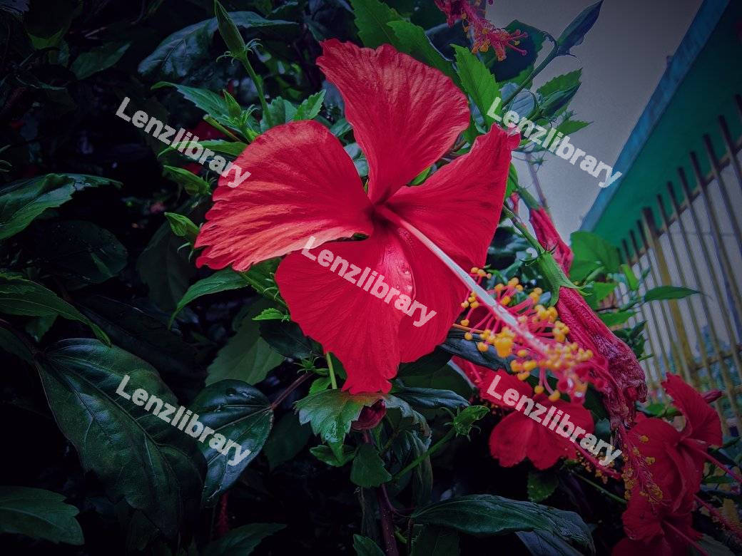 Red hibiscus flower